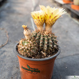 Notocactus submammulosus