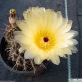 Notocactus submammulosus