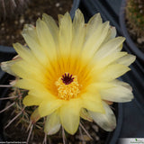 Parodia turecekiana