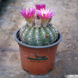 Notocactus uebelmannianus