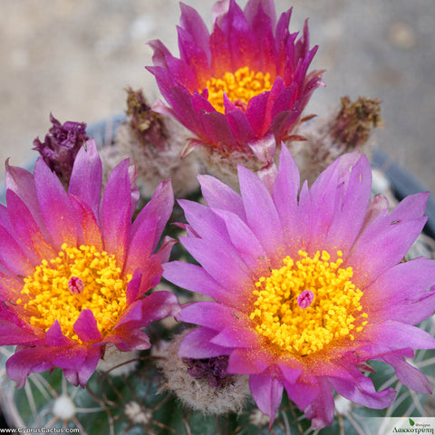 Notocactus uebelmannianus