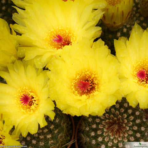 Notocactus vanvlietii