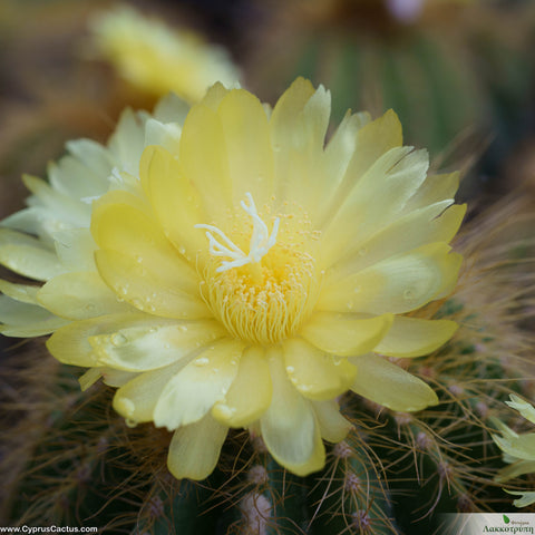 Notocactus warasii