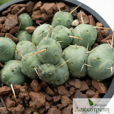 Opuntia atroviridis