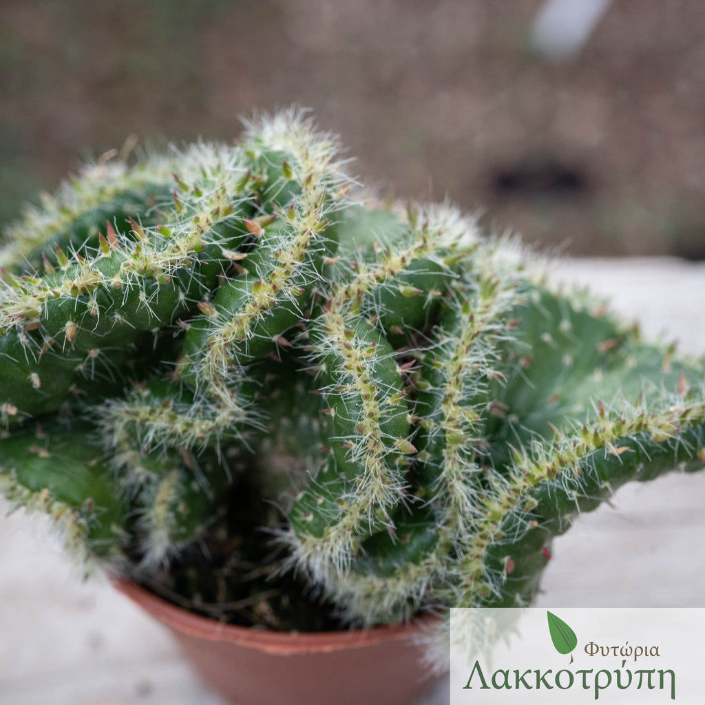 Opuntia tuna cristata Cyprus Cactus