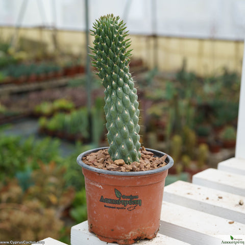 Opuntia fulgida