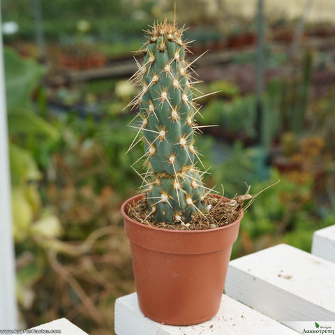 Opuntia miquelii