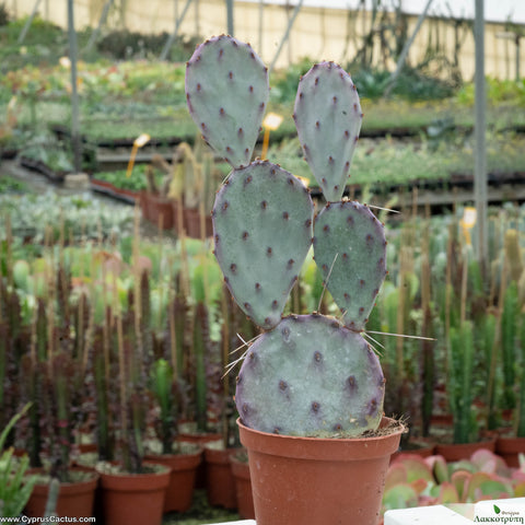 Opuntia santa rita