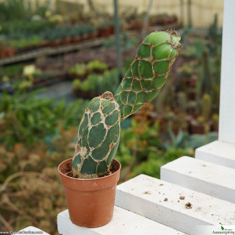 Opuntia zebrina