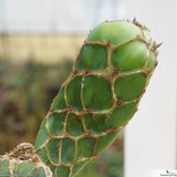 Opuntia zebrina