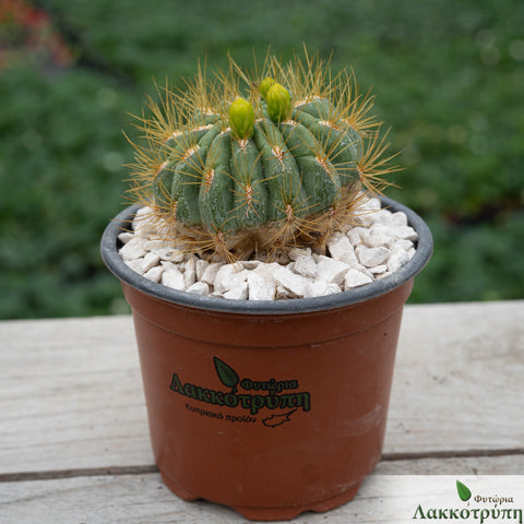 Oroya borchersii