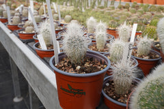 Echinocereus viridiflorus v. canus Solitario Presidio – Cyprus Cactus