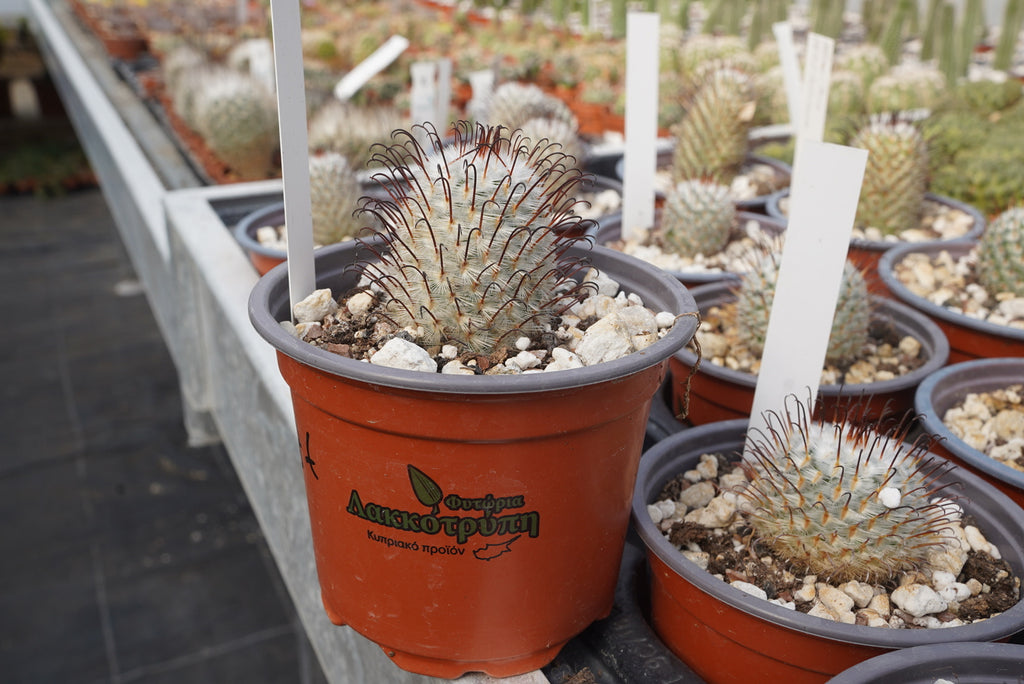 Mammillaria perezdelarosae – Cyprus Cactus