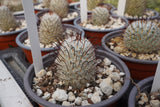 Mammillaria perezdelarosae