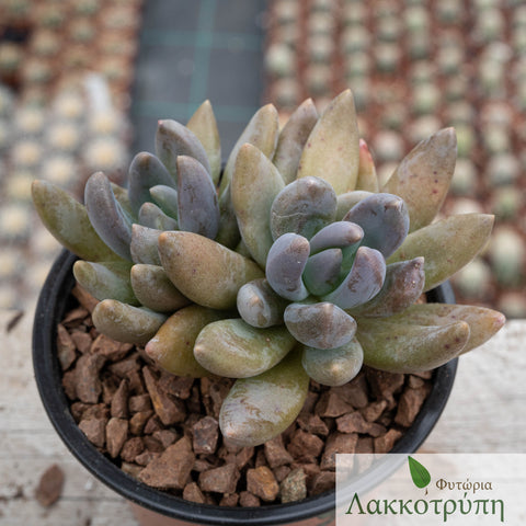 Pachyphytum dark red