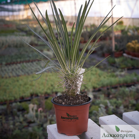 Pachypodium geayi