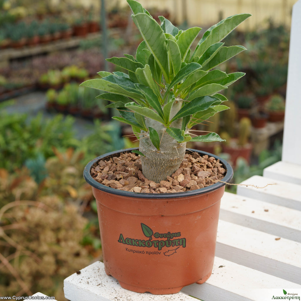 Pachypodium saundersii – Cyprus Cactus