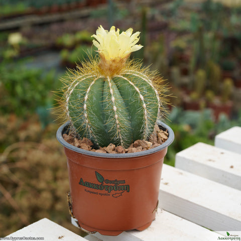 Parodia magnifica