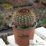 Parodia vanvlietii