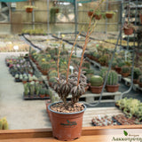 Peperomia asperula