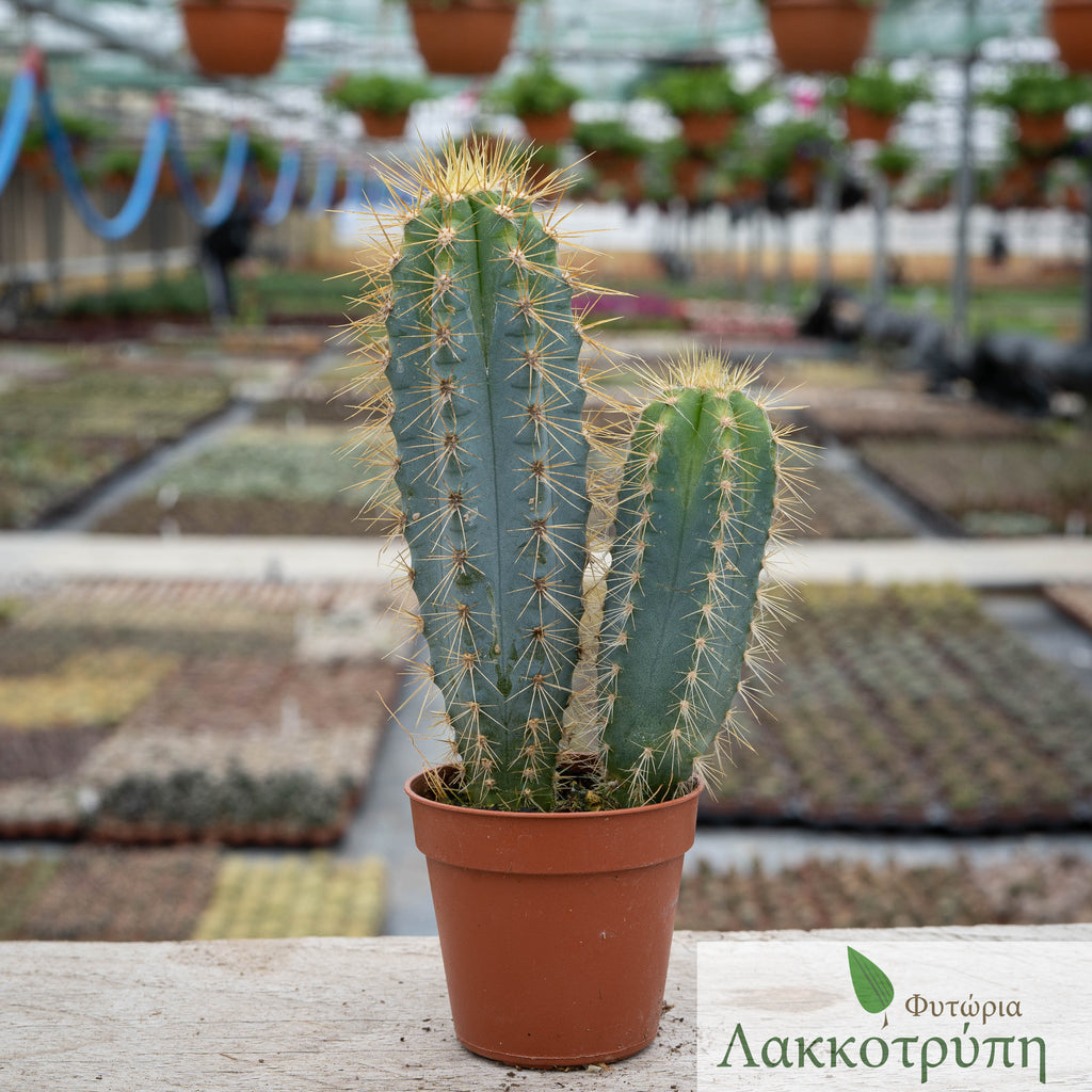 Pilosocereus azureus – Cyprus Cactus