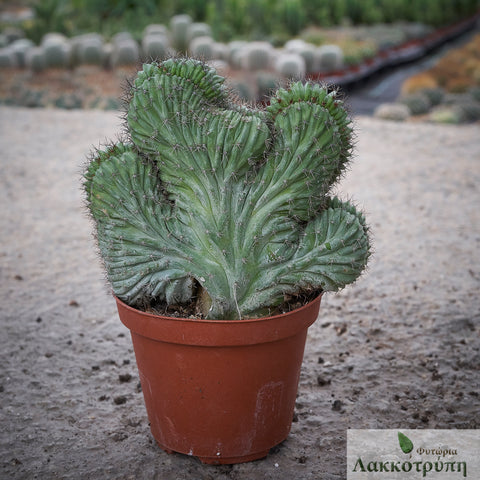 Polaskia chichipe cristata