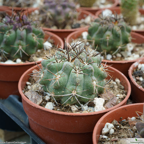 Pyrrhocactus paucicostatus