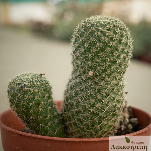 Rebutia heliosa teresae