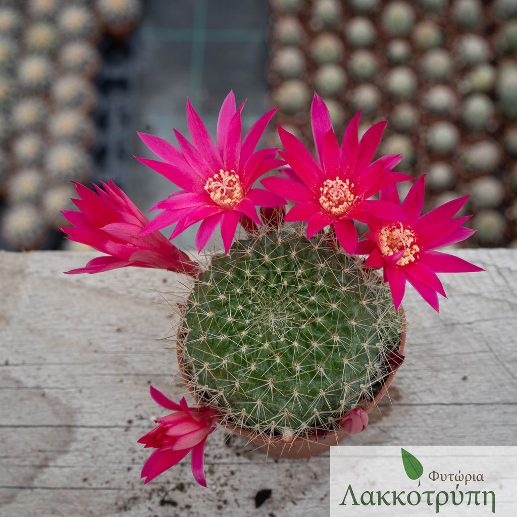 Rebutia perplexa – Cyprus Cactus