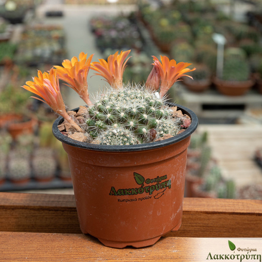 Rebutia flavistyla – Cyprus Cactus