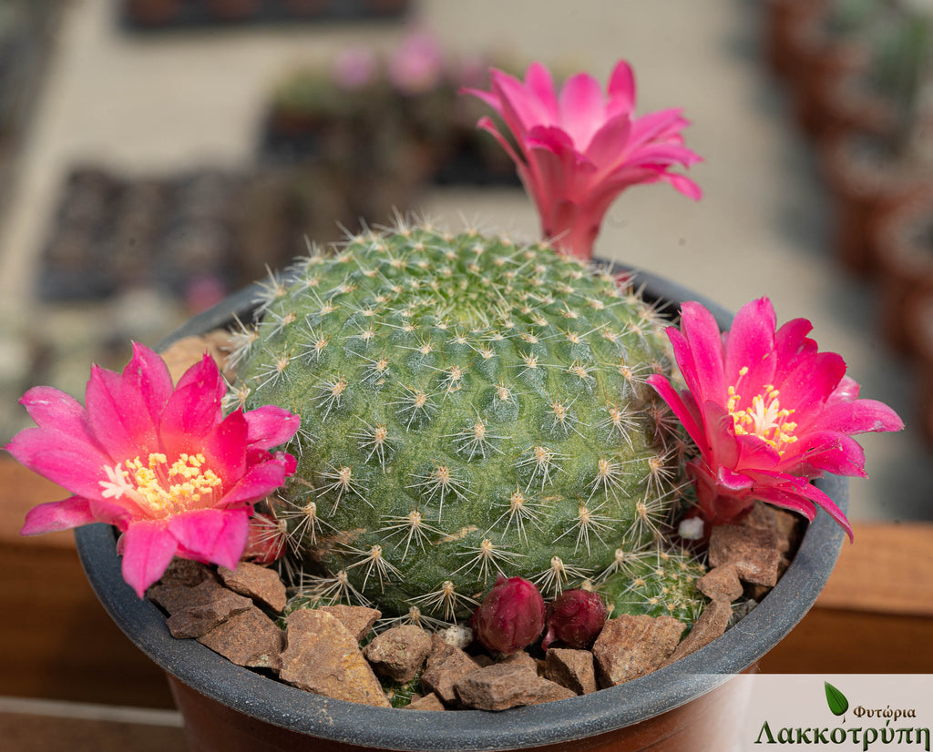 Rebutia minuscula – Cyprus Cactus
