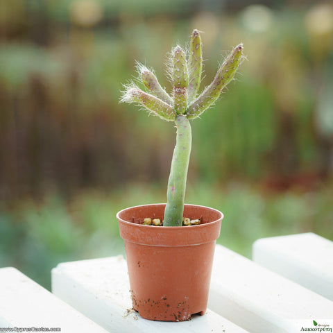 Rhipsalis floccosa