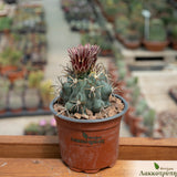 Sclerocactus uncinatus