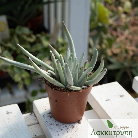 Senecio scaposus