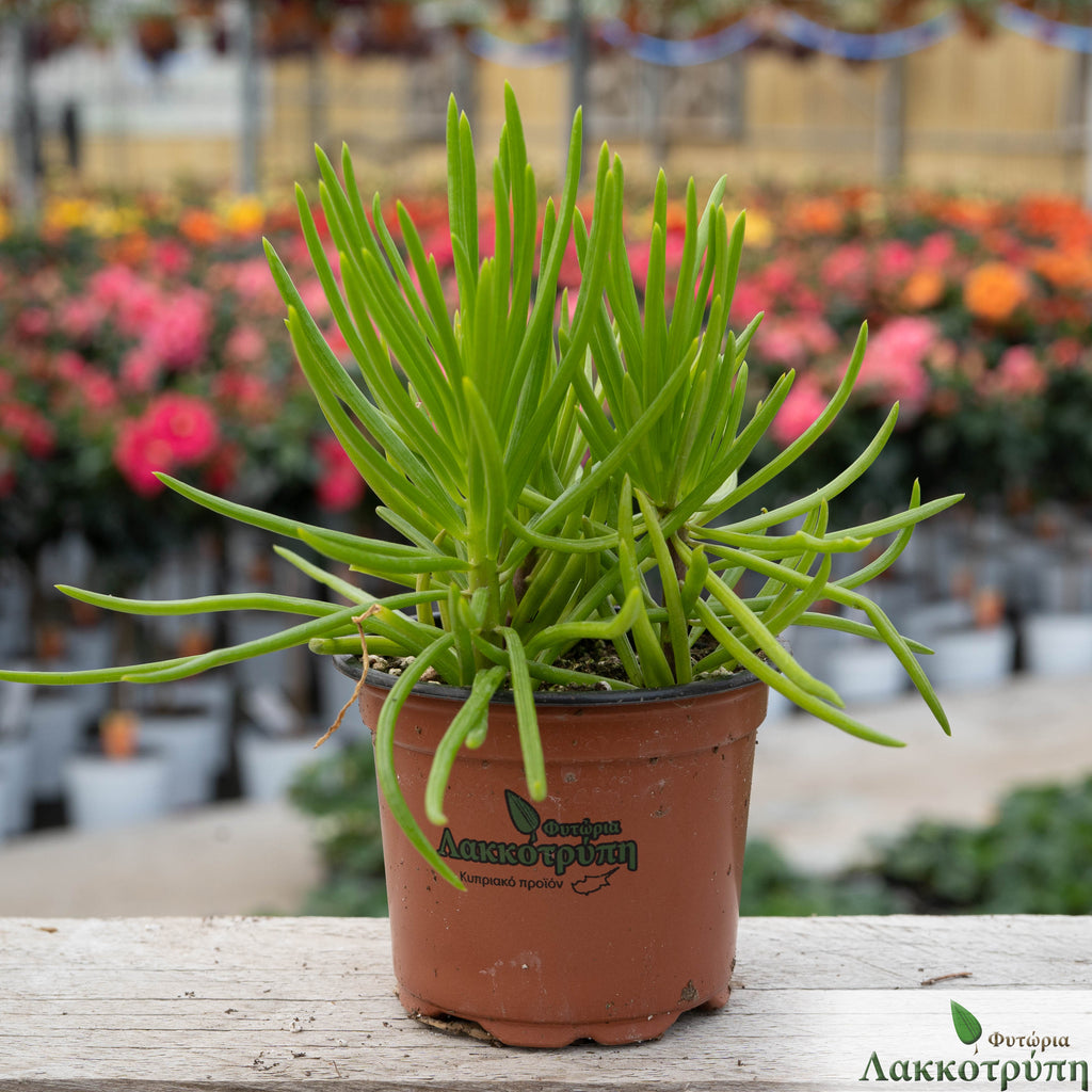 succulent senecio barbertonicus Senecio barbertonicus – Cyprus Cactus