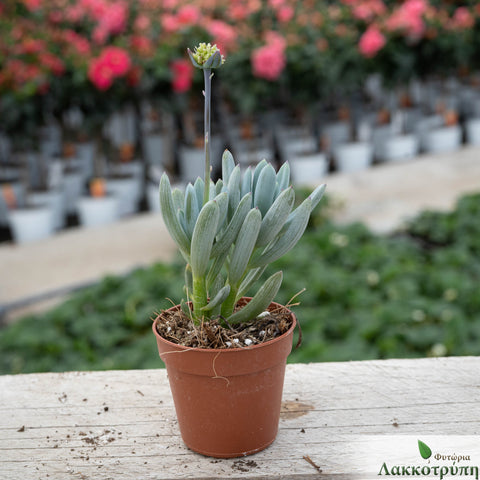 Senecio serpens