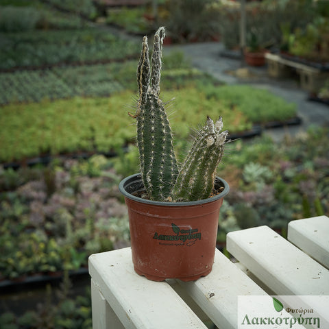 Setiechinopsis mirabilis