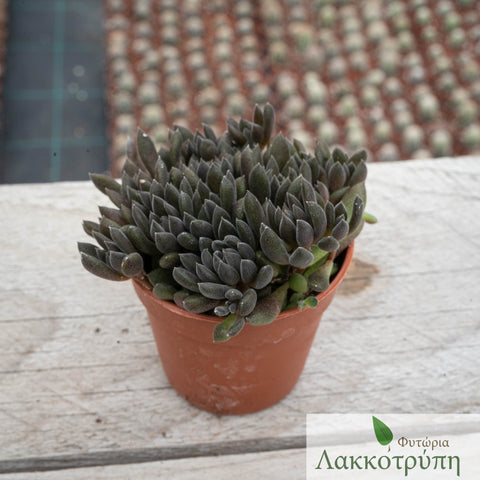 Sinocrassula yunnanensis