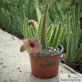 Stapelia gettliffei