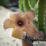 Stapelia gettliffei