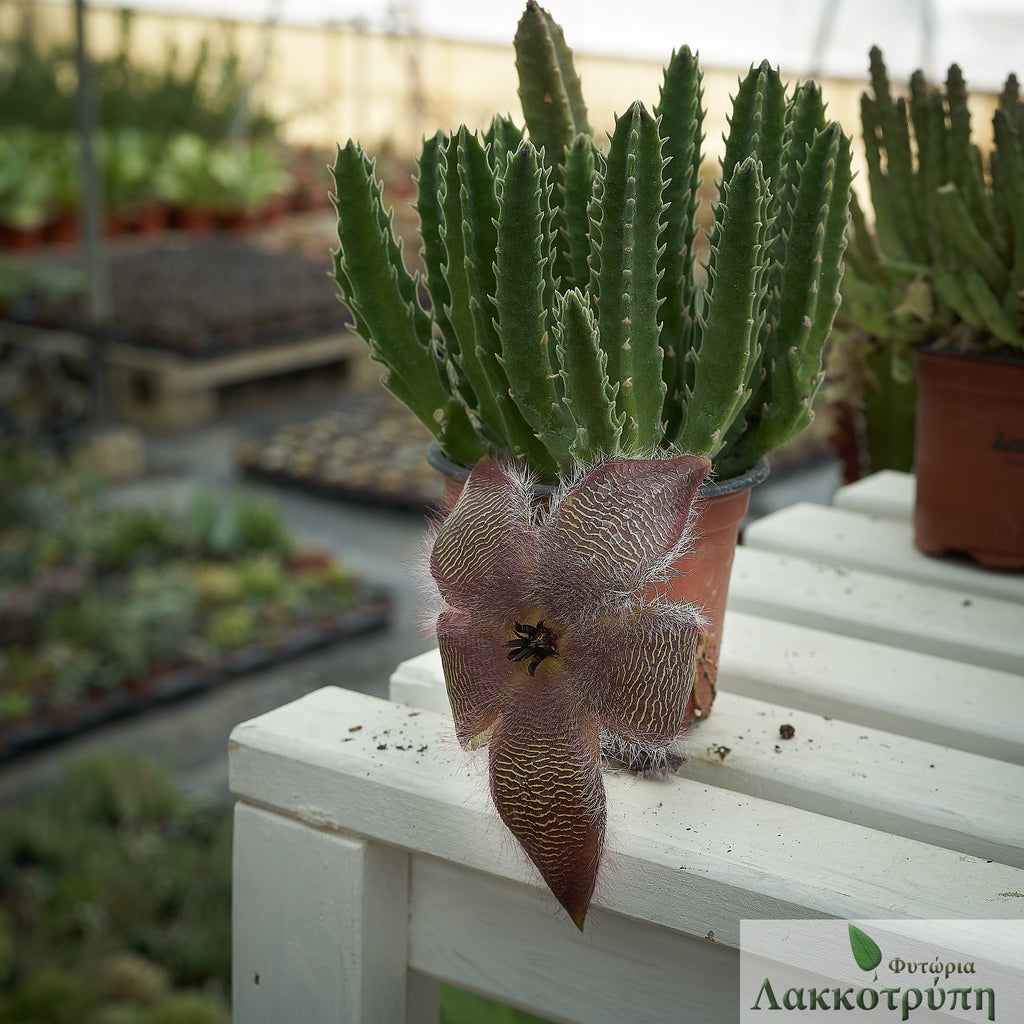 Stapelia grandiflora Cyprus Cactus