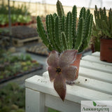 Stapelia grandiflora