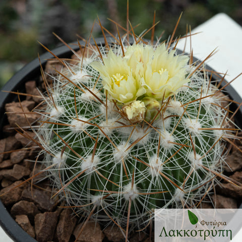 Stenocactus albatus