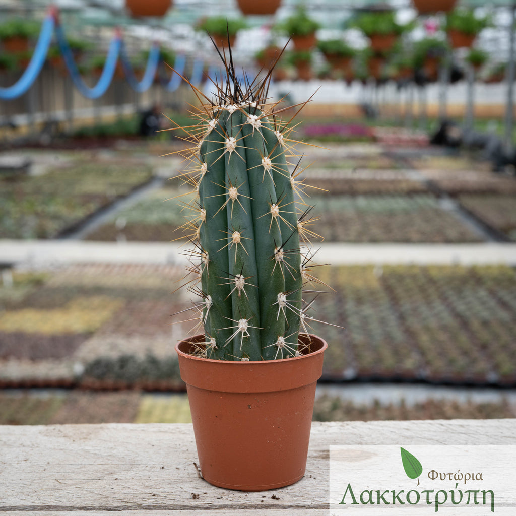 Stetsonia coryne – Cyprus Cactus