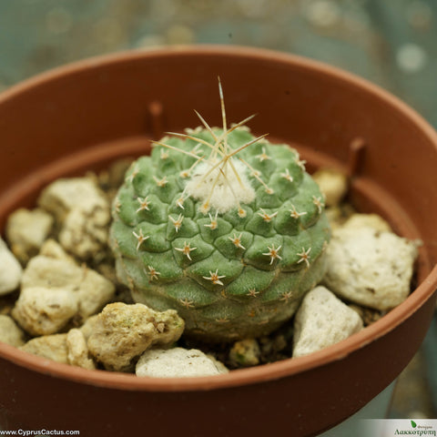 Strombocactus disciformis