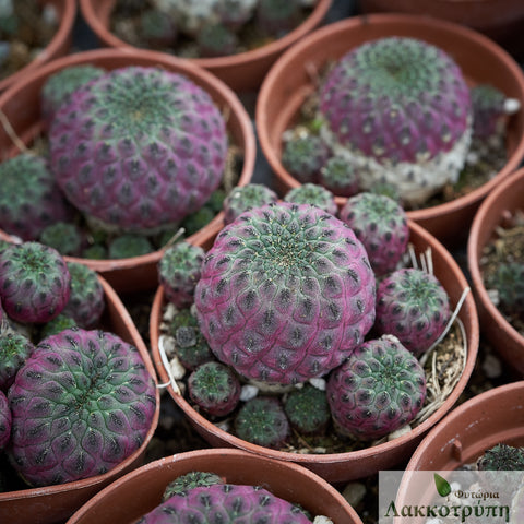 Sulcorebutia rauschii – Cyprus Cactus