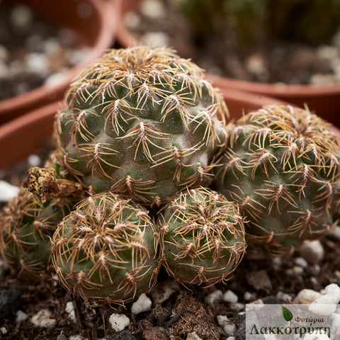 Sulcorebutia purpurea dorana