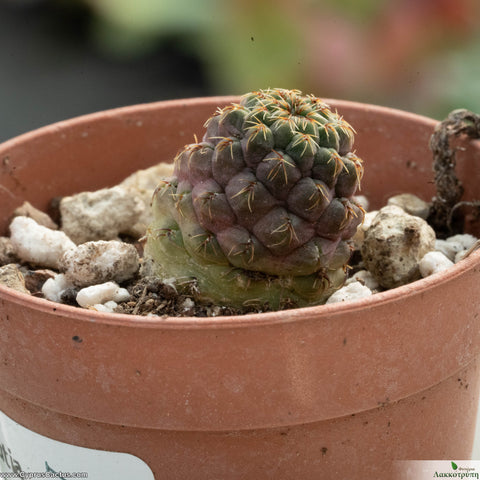 Sulcorebutia pasopayana