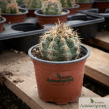 Thelocactus bicolor