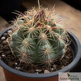 Thelocactus bicolor